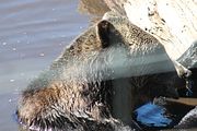 22 - Grouse Mountain - IMG_1536